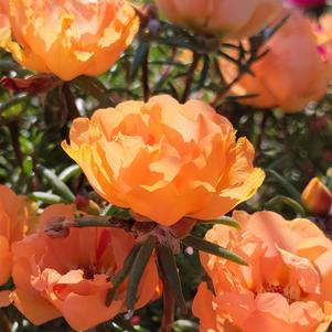 Portulaca '24/7 Orange' Portulaca '24/7 Orange'