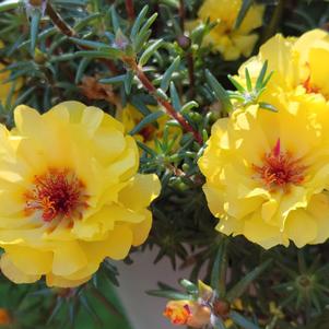 Portulaca '24/7 Yellow' Portulaca '24/7 Yellow'