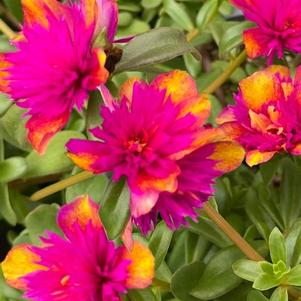 Portulaca 'Colorblast Double Dragonfruit' Portulaca 'Colorblast Double Dragonfruit'