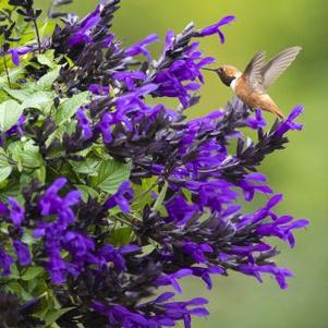 Salvia 'Bodacious® Hummingbird Falls'