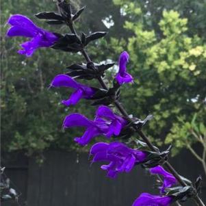 Salvia Bodacious® Rhythm and Blues