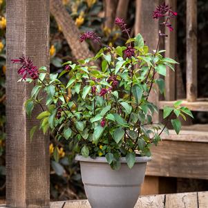 Salvia 'Fashion™ Burgundy' Salvia 'Fashion™ Burgundy'