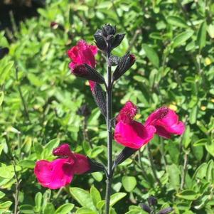 Salvia 'Vibe® Ignition Fuchsia' Salvia 'Vibe® Ignition Fuchsia'