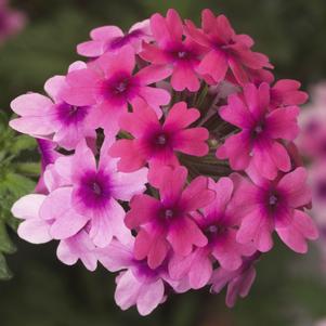 Verbena Lanai® Bright Eye