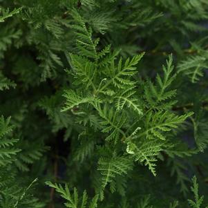 Artemisia gmelinii 'SunFern™ Olympia' Artemisia gmelinii 'SunFern™ Olympia'