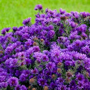 Aster 'Grape Crush' Aster 'Grape Crush'