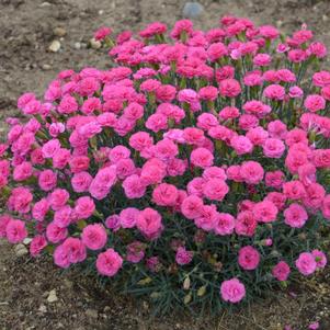 Dianthus Pretty Poppers® Double Bubble