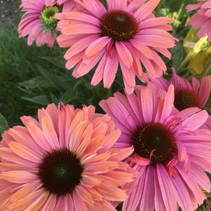 Echinacea Sunseekers® Rainbow