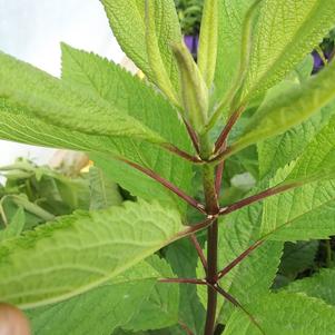 Eupatorium atropurpureum Eupatorium atropurpureum
