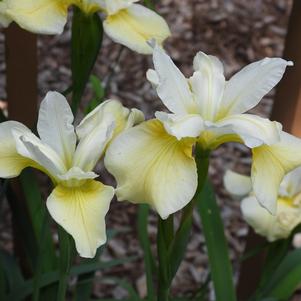 Iris sibirica 'Butter & Sugar' Iris sibirica 'Butter & Sugar'