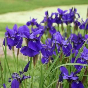 Iris sibirica 'Caesar's Brother' Iris sibirica 'Caesar's Brother'
