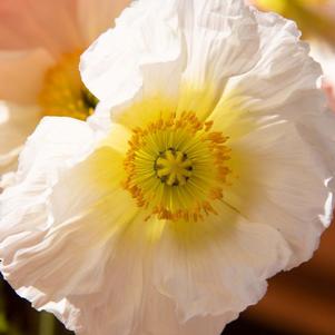 Papaver nudicaule Wonderland Mix