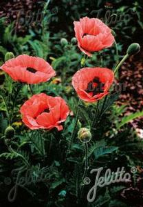 Papaver orientale Princess Victoria Louise