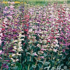 Penstemon grandiflorus Prairie Jewel