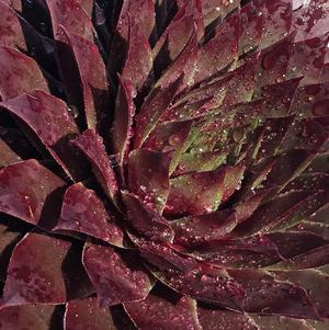 Sempervivum 'Supersemp Ruby' Sempervivum 'Supersemp Ruby'