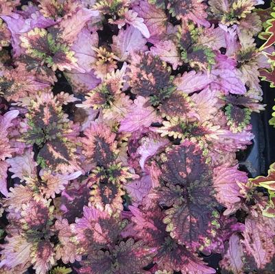 Coleus 'Florida Sun Rose' Coleus 'Florida Sun Rose'