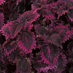Coleus 'Lava Rose' Coleus 'Lava Rose'