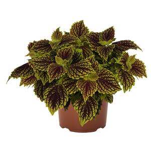 Coleus 'Main Street Venice Boulevard' Coleus 'Main Street Venice Boulevard'