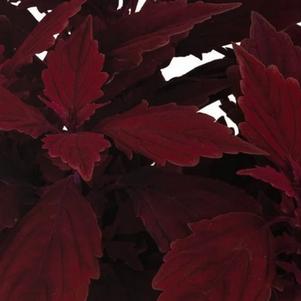 Coleus 'Main Street Yonge Street' Coleus 'Main Street Yonge Street'