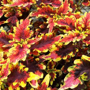 Coleus 'Stained Glassworks Golden Gate'