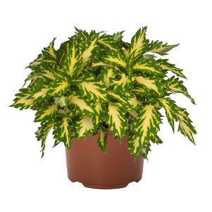 Coleus 'Stained Glassworks Palisade' Coleus 'Stained Glassworks Palisade'