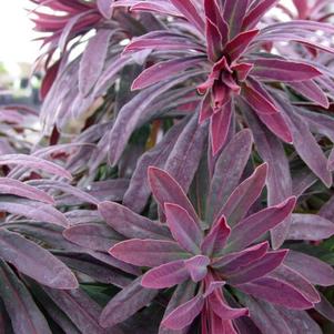 Euphorbia 'Walberton's® Ruby Glow' Euphorbia 'Walberton's® Ruby Glow'