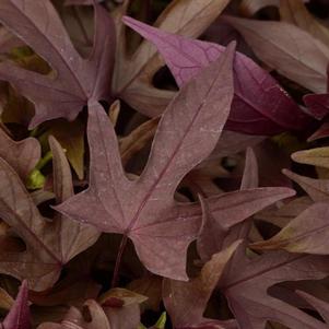 Ipomoea batatus 'Spotlight Red' Ipomoea batatus 'Spotlight Red'