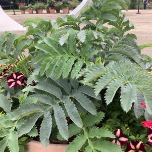 Melianthus major 'Honeybush' Melianthus major 'Honeybush'