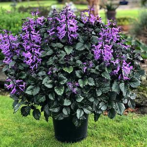 Plectranthus 'Velvet Diva' Plectranthus 'Velvet Diva'