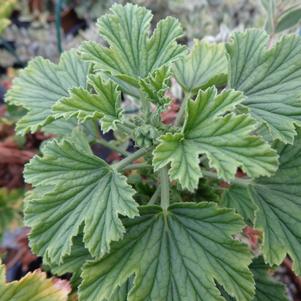 Scented Geranium 'Orange Fizz' Scented Geranium 'Orange Fizz'