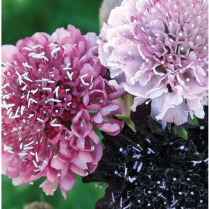 Scabiosa 'Summer Fruits' Scabiosa 'Summer Fruits'