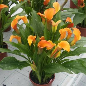 Calla 'Qatar' Calla 'Qatar'