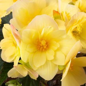 Begonia 'Florencio™ Yellow' Begonia 'Florencio™ Yellow'