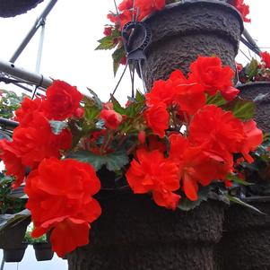 Begonia 'I'CONIA® Miss Miami' Begonia 'I'CONIA® Miss Miami'