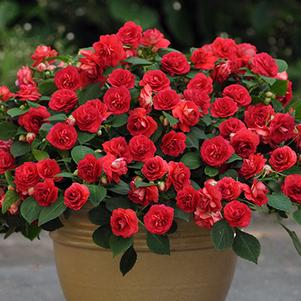 Impatiens 'Fiesta Bonita Burgundy' Impatiens 'Fiesta Bonita Burgundy'