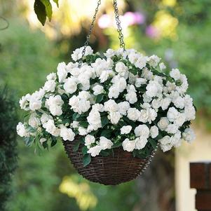 Impatiens 'Fiesta Bonita White' Impatiens 'Fiesta Bonita White'