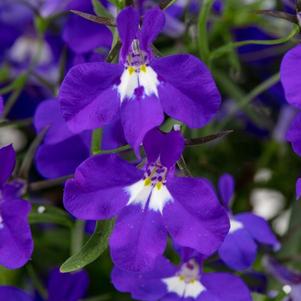Lobelia 'Hot+ Dark Blue Eye' Lobelia 'Hot+ Dark Blue Eye'