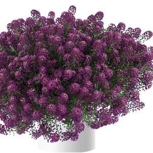 Lobularia 'Streams Purple' Lobularia 'Streams Purple'