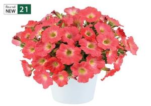 Petunia 'Capella™ Salmon' Petunia 'Capella™ Salmon'