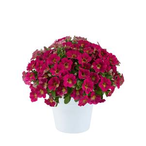 Petunia 'Capella™ Sangria' Petunia 'Capella™ Sangria'