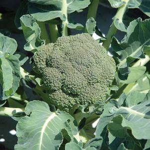 Broccoli 'Belstar'