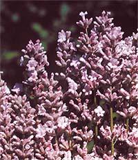 Lavender angustifolia 'Pink Perfume' Lavender angustifolia 'Pink Perfume'