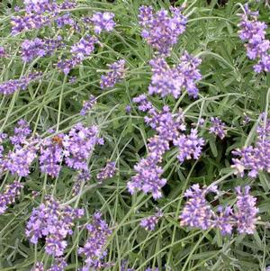 Lavender angustifolia 'Royal Velvet' Lavender angustifolia 'Royal Velvet'