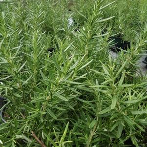 Rosemary 'Salem' Rosemary 'Salem'