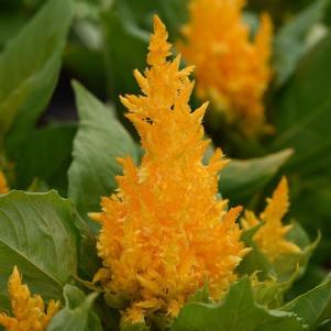 Celosia 'First Flame Yellow'