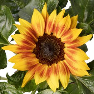 Sunflower 'Solsation™ Yellow Flame'