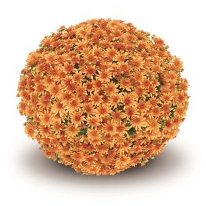 Mum Belgian 'Fonti Orange' Mum Belgian 'Fonti Orange'
