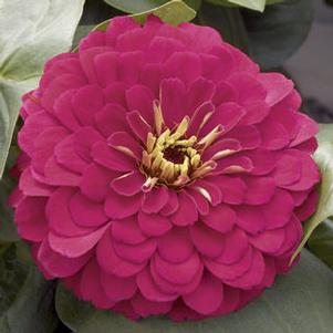 Zinnia 'Magellan Cherry'