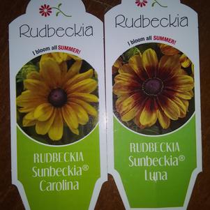 Rudbeckia 'Sunbeckia Mix'