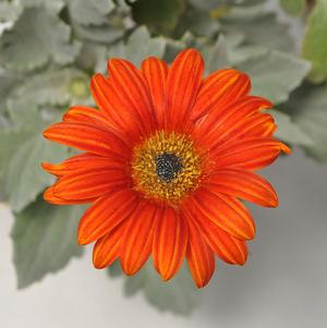 Arctotis 'MAJEC™ Scarlet' Arctotis 'MAJEC™ Scarlet'